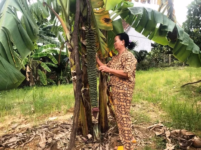 Buồng chuối dài gần 1,5 m, chia nhỏ hơn 100 nải chuối, quả nhỏ, chi chít, xếp thành từng lớp, mỗi lớp có 2 nải. Ảnh: Người lao động