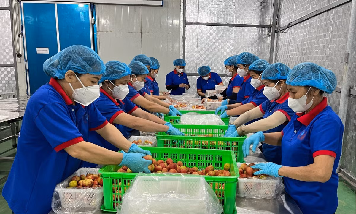 Mới đây, những thùng vải thiều chín sớm đầu tiên tại Thanh Hà (Hải Dương) đã xuất khẩu sang Úc và được bày bán trên kệ siêu thị Market Place Melbourne, Bang Victoria. Ảnh: Vietnamnet
