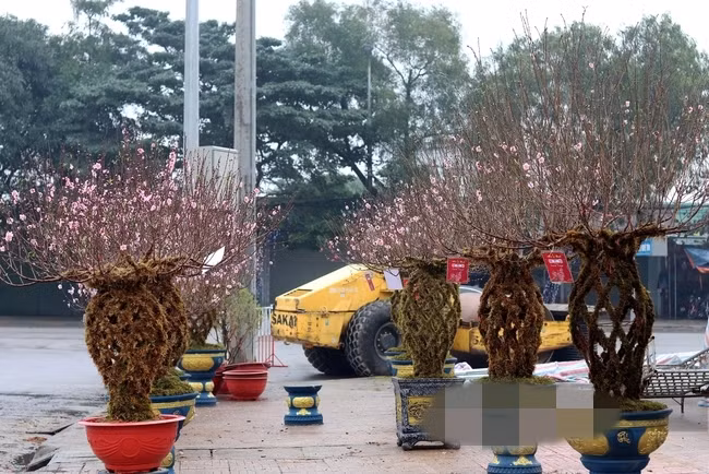 Năm nay, đào lộc bình mới lạ xuất hiện trên đường Xô Viết Nghệ Tĩnh (TP Hà Tĩnh, tỉnh Hà Tĩnh) thu hút sự quan tâm của đông đảo người dân. Ảnh: Dân Việt