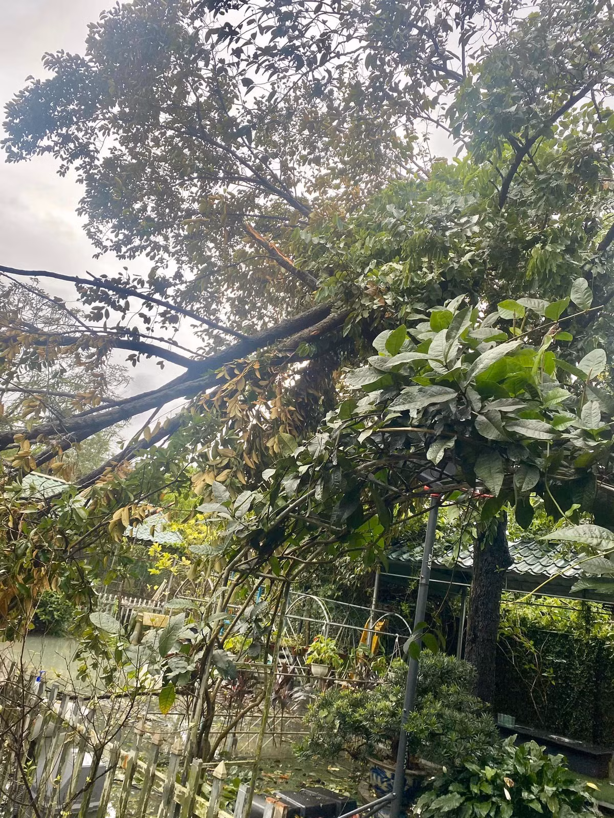 Cây to cũng đổ ngang. Ảnh: FBNV