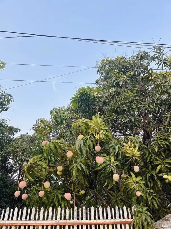 Sở hữu vị trí địa lý thuận tiện, vừa gần đầm lại đón gió biển, nhiều nắng nên màu sắc của cây xoài tươi và bắt mắt như vậy.
