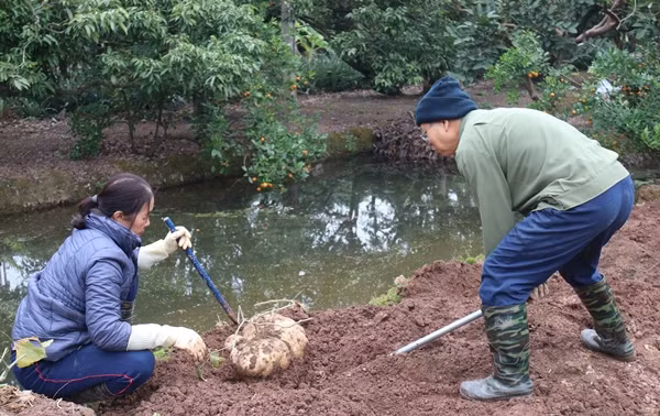 Theo ông Liêm, năm nay khách ở các tỉnh như Hải Phòng, Hà Nội, Quảng Ninh tìm về đặt mua hết củ đậu của gia đình để chơi Tết, chưa năm nào phải mang ra chợ bán. Ảnh: Baohaiduong