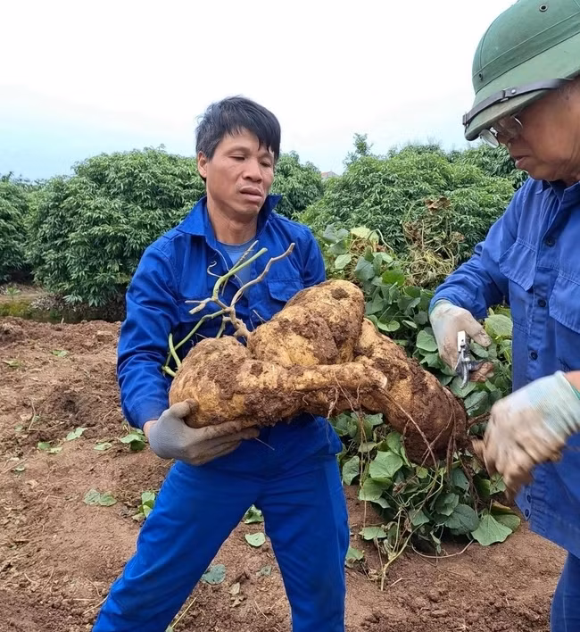 Củ đậu chơi Tết được gia đình ông Liêm trồng từ tháng 6 âm lịch. Ảnh: Dân Việt