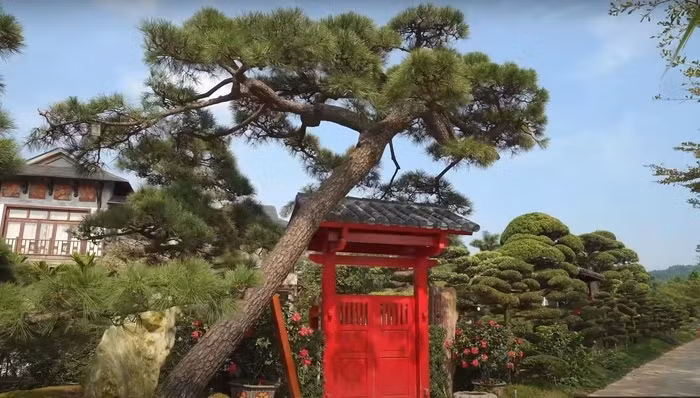 Ngay từ lối vào, căn biệt thự gây ấn tượng với cách bài trí khuôn viên cây cảnh độc đáo. Cồng vào mang đậm phong cách Nhật Bản. Ảnh chụp màn hình NhaTo