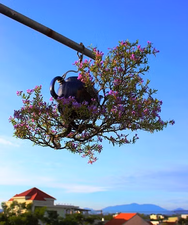 Bonsai linh sam hoa tím thiết kế theo hướng dốc ngược đẹp hút mắt. Ảnh: Vietnamnet