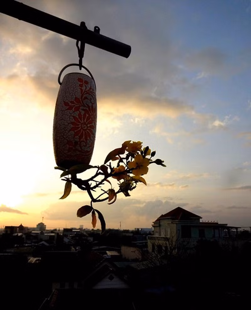 Mai vàng tô thắm cả một góc trời. Ảnh: Dân Việt.