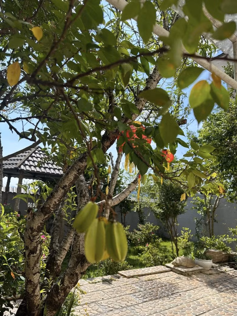 Khế dễ trồng lại rất sai trái.