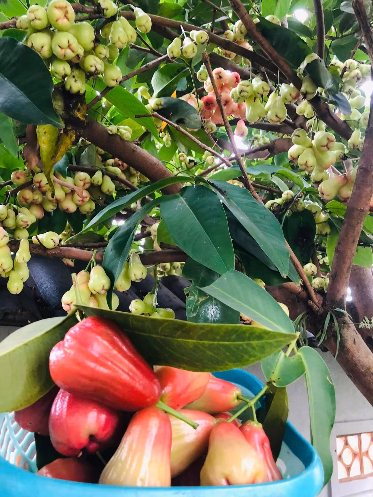 Cây roi cho quả sai trĩu cành và rất ngọt.