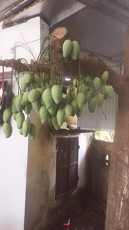 Đầu cành chỗ bị chặt cụt là nơi chùm xoài mọc nhiều nhất, quả nào cũng căng mọng trông thích mắt. Ảnh: Facebook