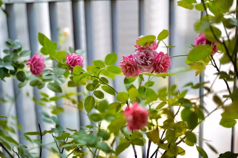 BTV Diệp Chi còn trồng nhiều giống hồng khác nhau, bung nở rực rỡ.