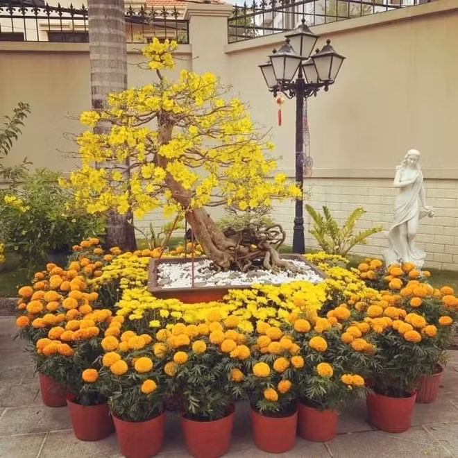 Những năm trước, khi chưa chính thức lấy vợ và có con, Phillip Nguyễn khiến không khí Tết ngập tràn với sắc vàng của mai, cúc vạn thọ,...
