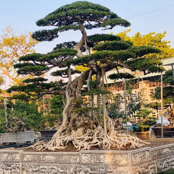 Ngay sau đó, có người trả 15 tỷ đồng nhưng ông Cường không bán. Tính ra, 15 tỷ đồng thời điểm đó ngang với khoảng 20 lô đất mặt đường lớn. Ảnh: Người đưa tin