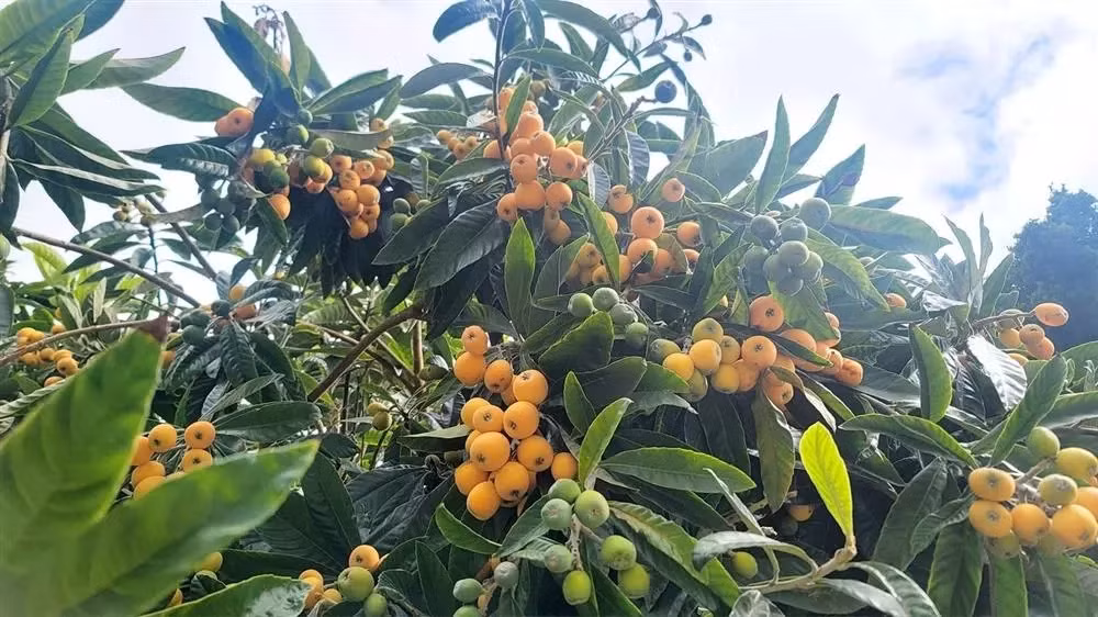 Cây Sơn Trà - nhót Tây nặng trĩu quả.