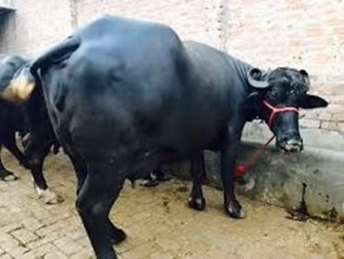 Trâu Murrah đực trưởng thành nặng từ 650–730 kg/con, một số con có thể nặng tới 1.000 kg, chiều cao trung bình là 142cm. Ảnh: Indiamart