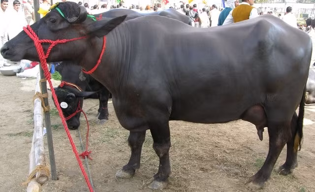 Con trâu khổng lồ này được đưa từ Jodhpur đến Pushkar nhờ sự giúp đỡ của chủ nhân là Jawahar Lal Jangid, con trai ông là Arvind Jangid và các thành viên khác trong gia đình. Ảnh: Buffalopedia