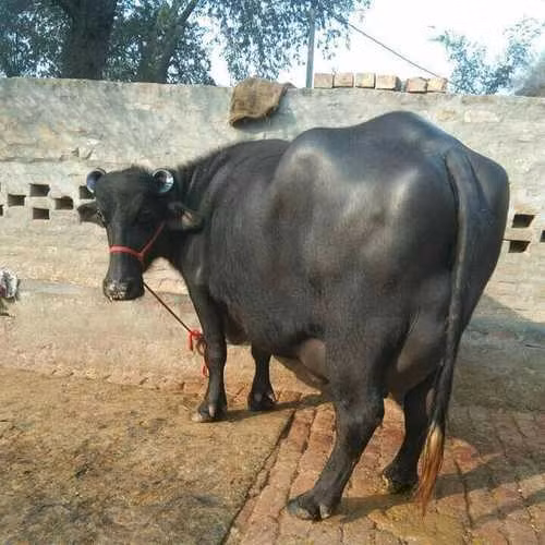 Trâu Murrah được lùng mua bởi có sản lượng sữa cao giàu chất béo, khoảng 7 lít/ngày. Sữa trâu Murrah thường được dùng để làm pho mát mozzarella. Ảnh: Gupta Dairy Farm