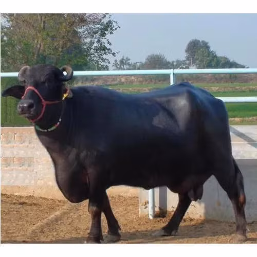 Với thân hình đen tuyền, bóng bẩy, cặp sừng xoắn cong duyên dáng, cổ và đầu thanh mảnh, một số con trâu Murrah có một lượng người hâm mộ khổng lồ theo dõi trên mạng xã hội. Ảnh: Tradeindia