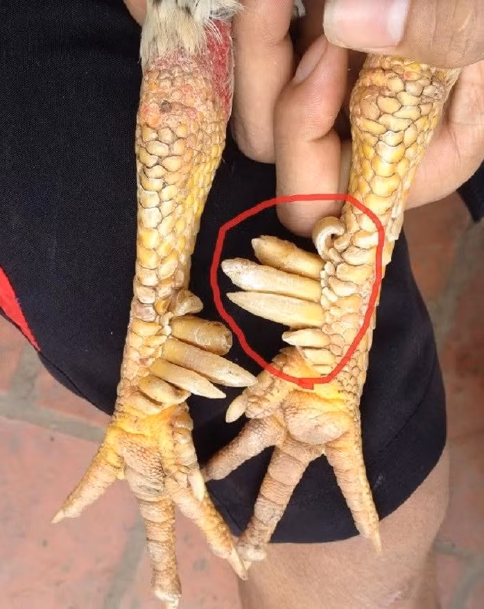 Điểm đặc biệt và giá trị nhất của giống gà nhiều cựa nằm ở đôi chân. Khi mới nở, chúng có 6 cựa. Trong quá trình nuôi, chúng lại mọc thêm 2 cựa ở 2 chân. Một số con gà đột biến có 9 cựa. Ảnh: Người lao động