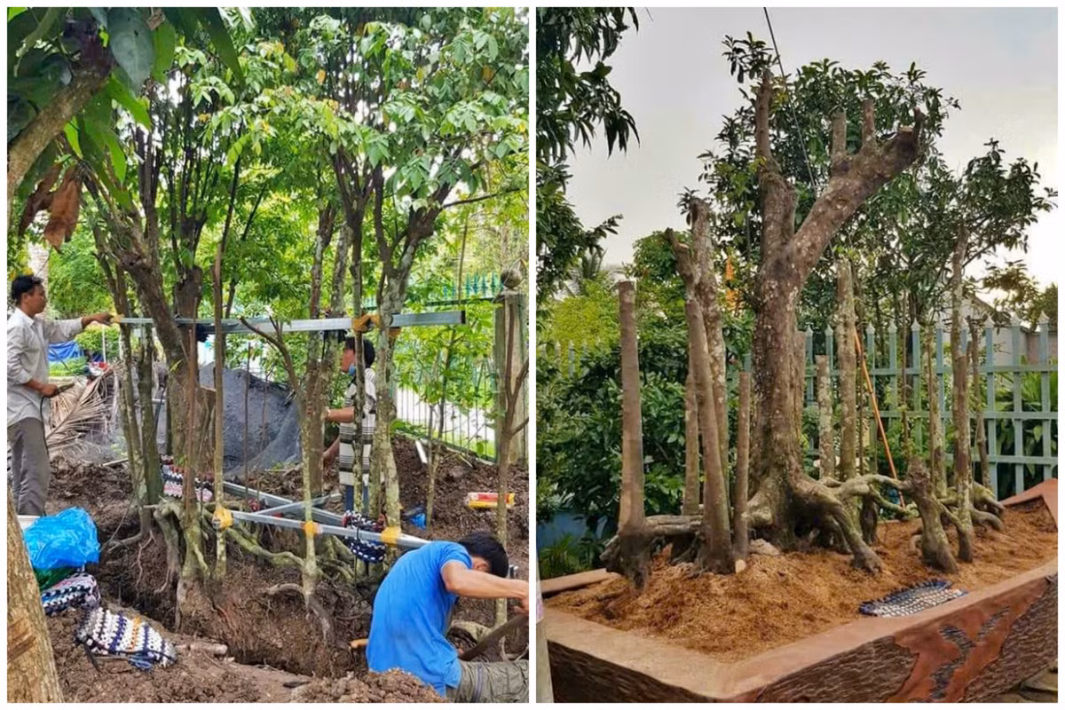 Các cây có chung một bộ rễ phát triển liền mạch, chạy dài từ điểm đầu đến điểm cuối tựa hình dáng chiếc thuyền. Ảnh: Vietnamnet