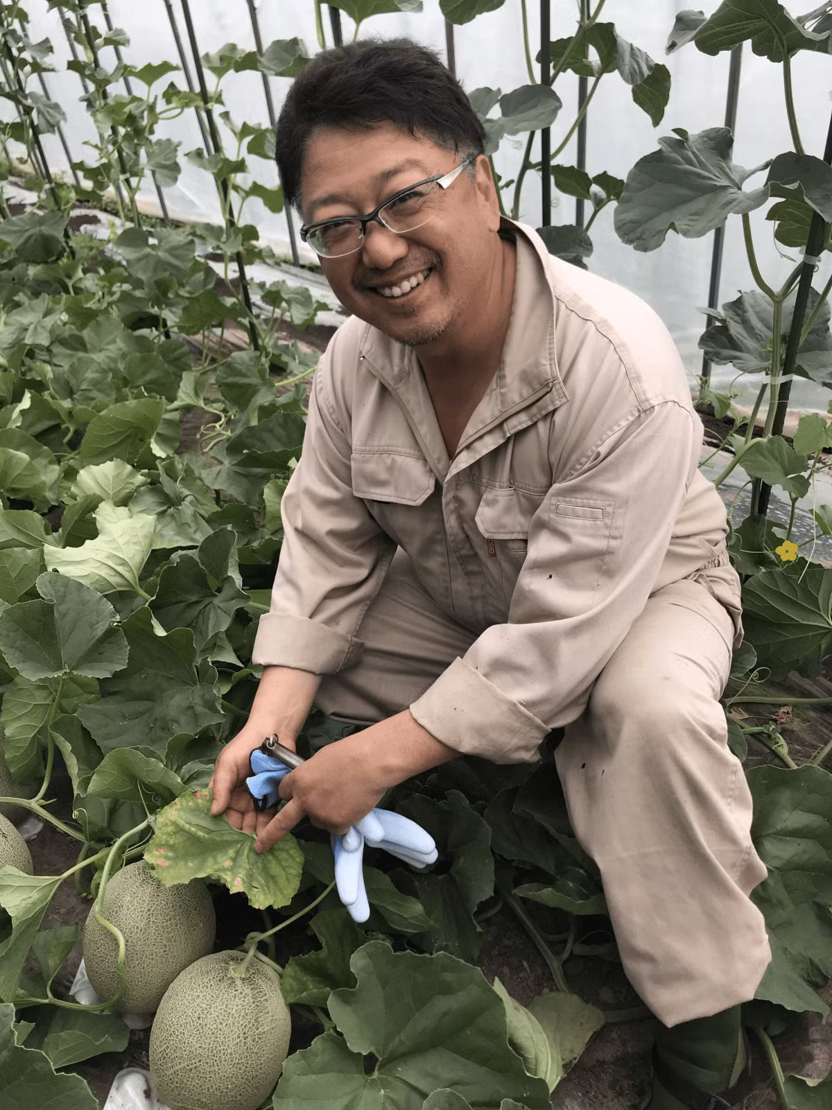Một lý do nữa khiến dưa lưới Yubari King đắt đỏ là quá trình trồng và chăm sóc vô cùng tỉ mỉ. Ảnh: Masai Mara