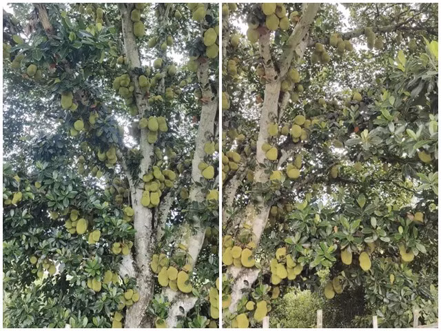 Từ gốc cho đến tất cả các nhánh, thậm chí những cành cây nhỏ trên ngọn cũng lúc lỉu quả xen lẫn lá xanh. Ảnh: Facebook