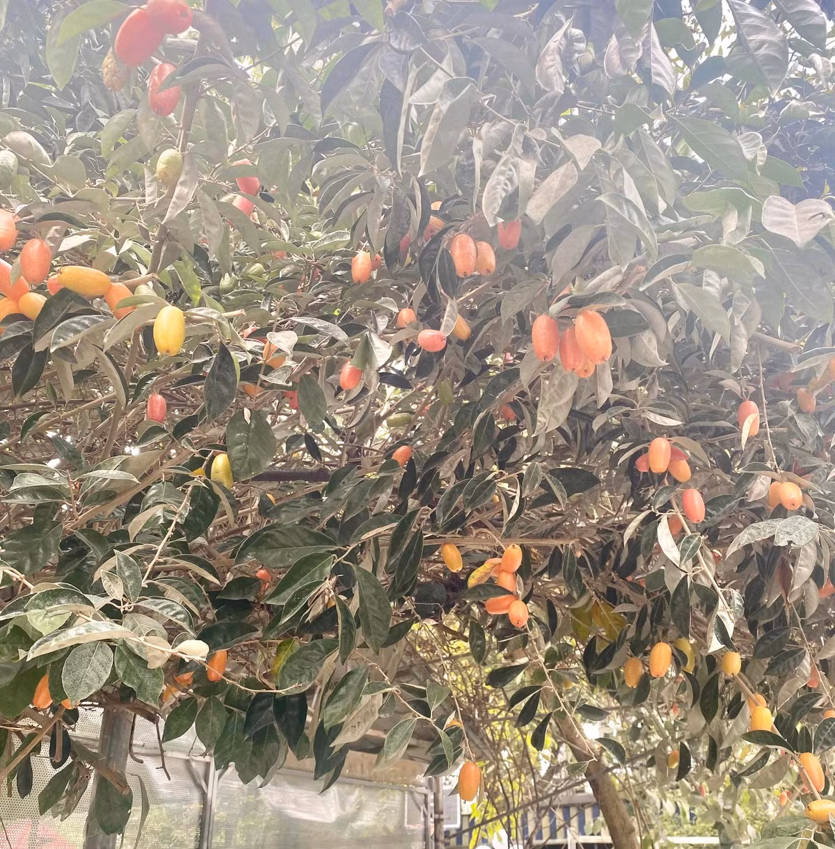 Nhót nhiều quả như muốn gãy cành.