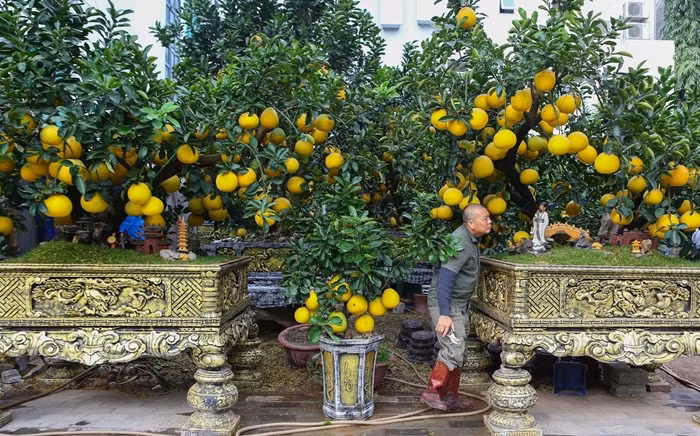 Những cây bưởi được ghép lên đến cả trăm quả. Tùy vào dáng, thế của cây sẽ có giá từ chục triệu đến cả trăm triệu đồng. Ảnh: Vietnamnet