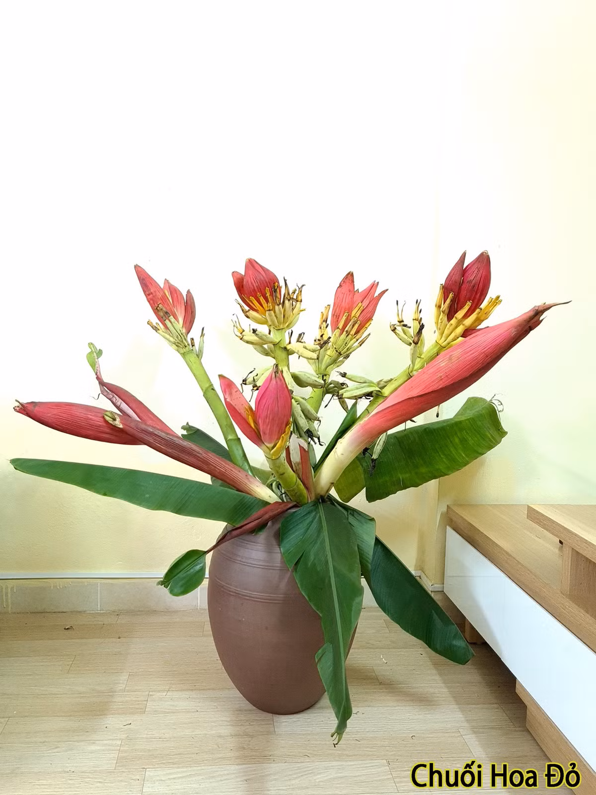 Tuy nhiên, hoa chuối rừng phù hợp với không gian rộng, nhiều cây lá hoặc hoài cổ một chút. Ảnh: Facebook