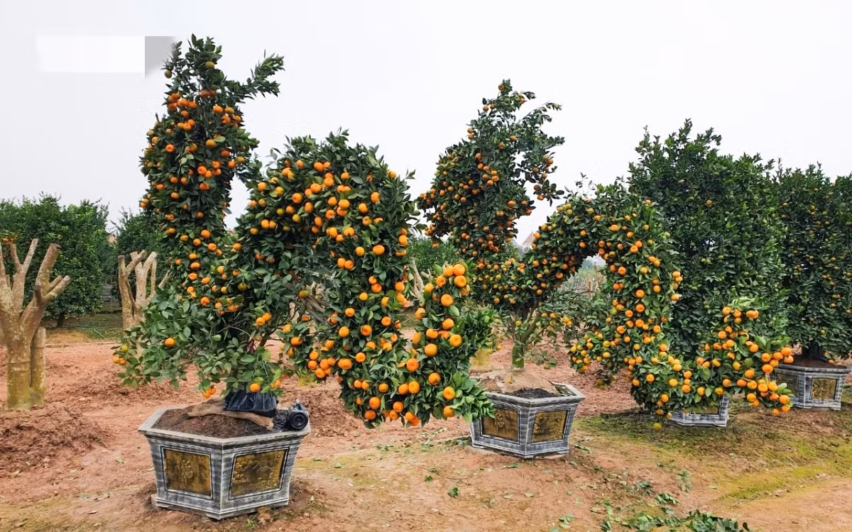 Để tạo thành quất hình rồng hoàn chỉnh, anh Tự phải dùng đến hàng trăm cuộn dây thép nhỏ. Ảnh: VOV