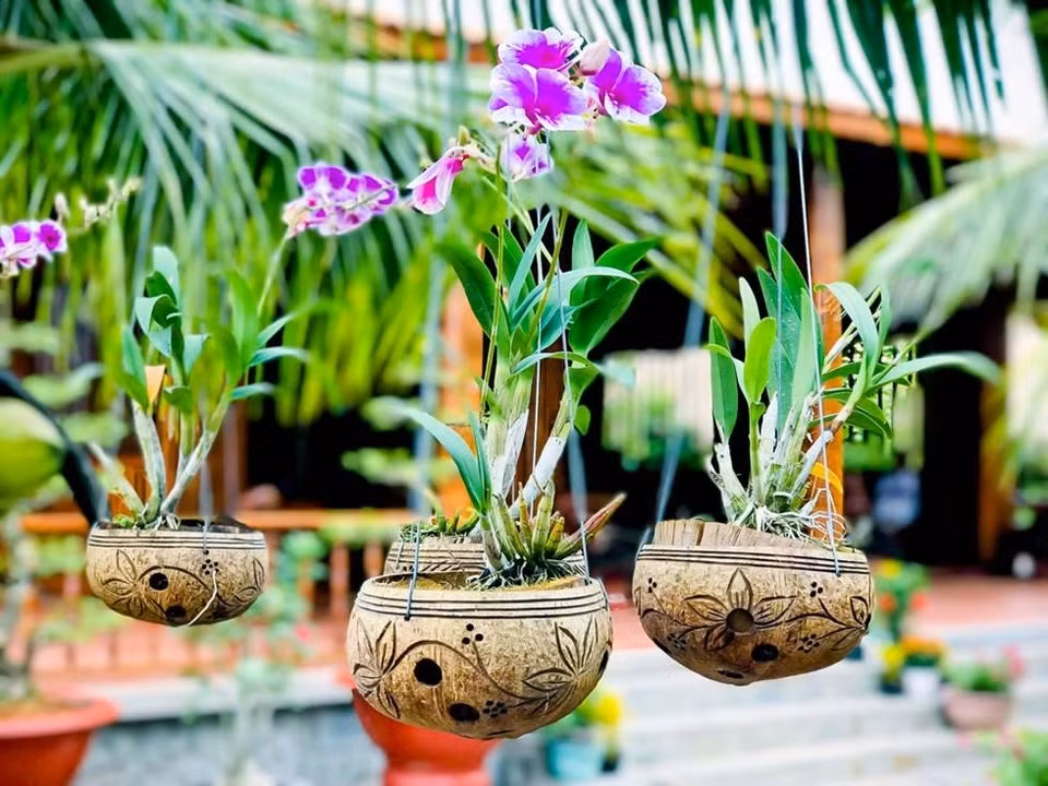 Gáo dừa khô treo trên cây không chỉ trang trí, làm đèn thắp sáng mà còn được tái chế thành chậu treo trồng cây cảnh. Ảnh: Dân trí