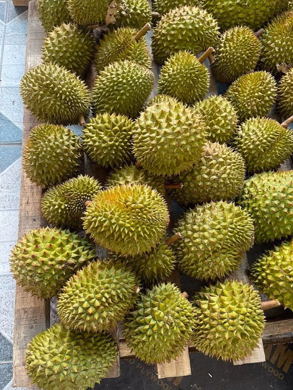 Thời gian gần đây, thị trường Việt xuất hiện loại sầu riêng tí hon có giá rẻ chỉ từ 70.000 - 90.000 đồng/kg. Ảnh: Facebook