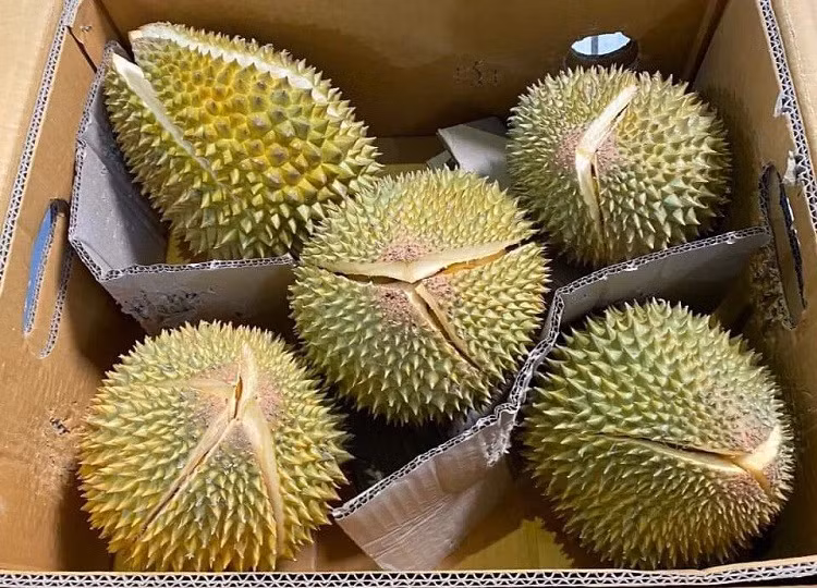 Sầu riêng tí hơn có múi ngọt đậm đà, cơm vàng cam béo ngậy, giá rẻ nên được nhiều người lùng mua. Ảnh: Dân Việt