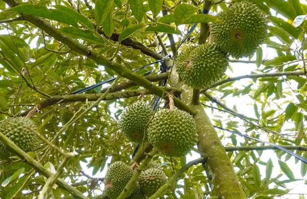 Trước kia, sầu riêng Black Thorn Malaysia về Việt Nam đa phần là hàng cấp đông. Nhưng vài năm gần đây, Black Thorn được các hộ dân ở miền Tây nhân giống và hiện đã cho quả. Ảnh: Dân trí