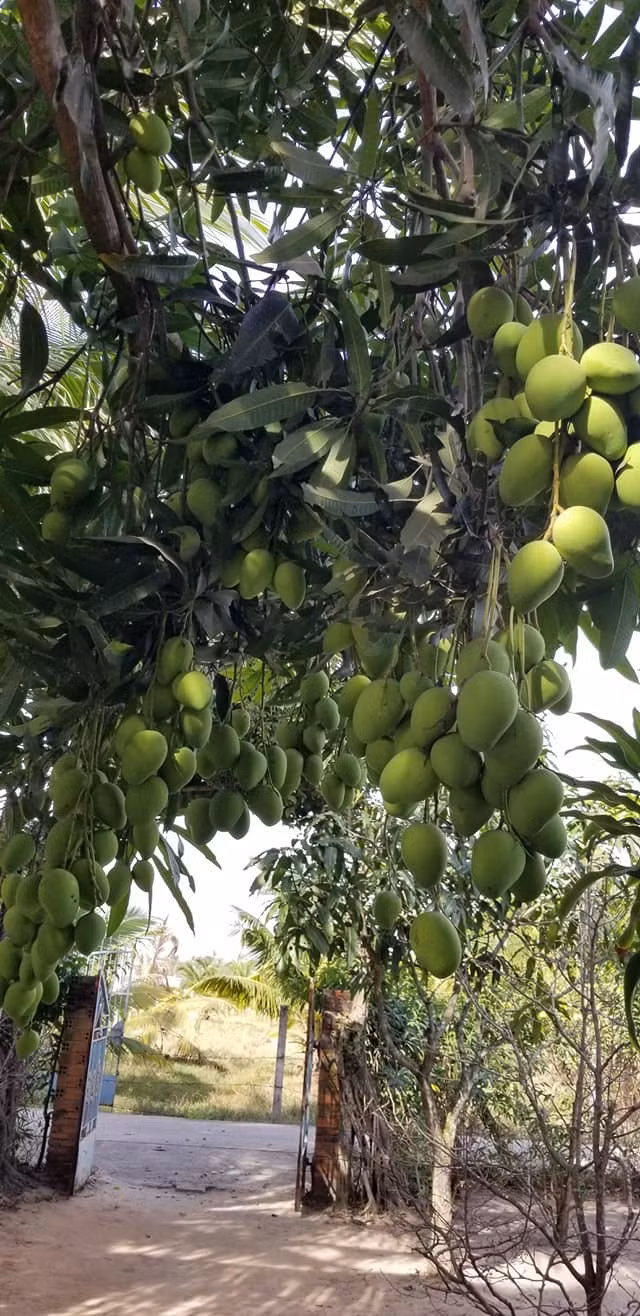 Những chùm xoài nặng trĩu như muốn gãy cành.