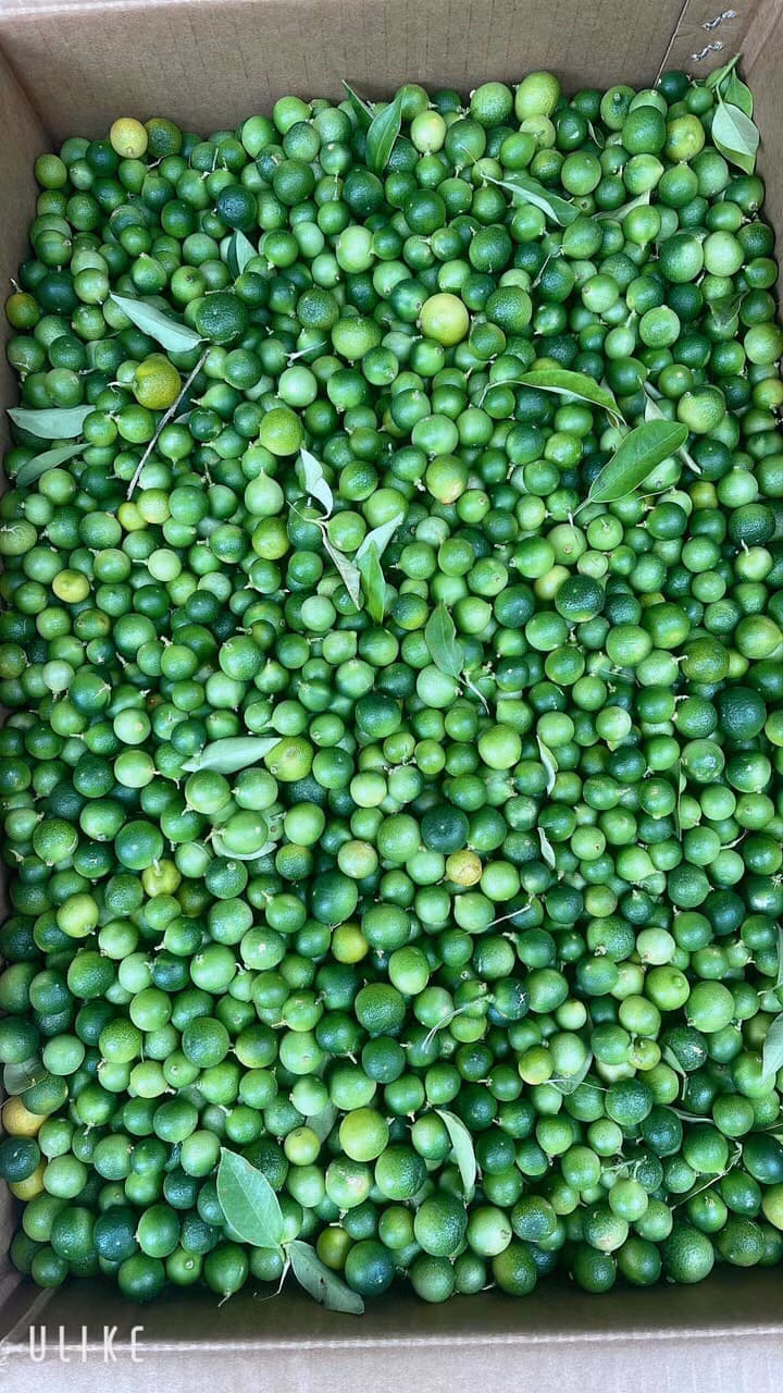 Trên chợ mạng, chanh rừng Mẫu Sơn đang được bán lẻ từ 105.000 - 120.000 đồng/kg.