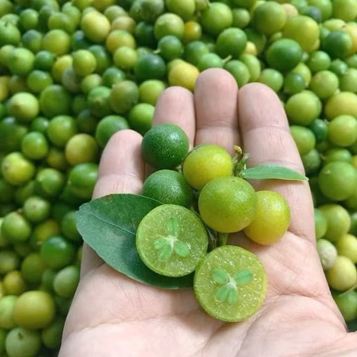 Trên thị trường, những quả chanh được hái từ rừng vẫn có nhưng số lượng rất ít.