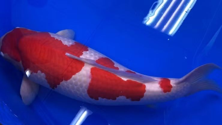 Cá chép Koi được nuôi ở Nhật Bản vào những năm 1700 khi những người nông dân bắt đầu nhân giống chúng vì màu sắc và kiểu dáng khác biệt. Ngày nay, cá Koi trở thành loài cá cảnh đắt nhất thế giới. Ảnh: Getty