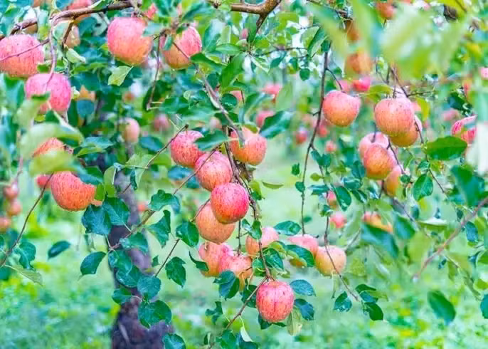 Một trong những lý do quan trọng nhất khiến táo Sekai-Ichi đắt đỏ là quy trình trồng, chăm sóc và thu hoạch hoàn toàn thủ công. Ảnh: Japantimes