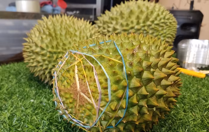 Tại Việt Nam, có thời điểm, sầu riêng Musang King trồng tại miền Tây dao động 500.000-850.000 đồng/kg chưa tách vỏ, tương đương 1,5-1,8 triệu đồng một kg đã tách vỏ. Ảnh: Người lao động