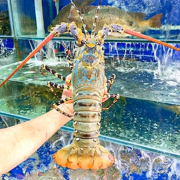 Trên thị trường, tôm hùm bông có giá từ 1 - 2,5 triệu đồng/kg, tùy loại và thời điểm khác nhau. Ảnh: Camudo