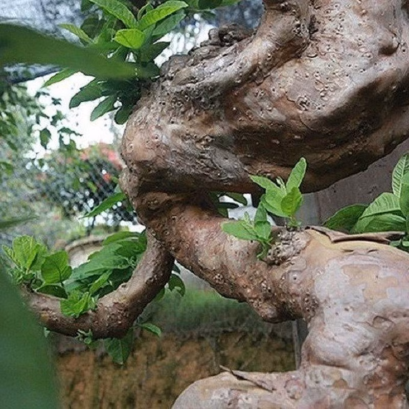 Thời điểm thị trường cây cảnh “sốt” giá, tác phẩm ổi "mọc ngược" từng được trả tới gần 900 triệu đồng nhưng chủ nhân không bán. Ảnh: Người đưa tin
