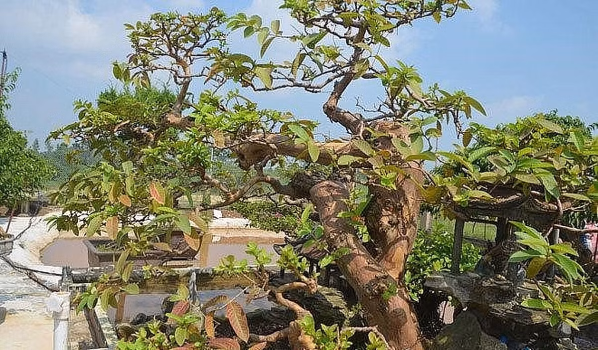Cây ổi dáng song hoành, tuổi thọ gần 100 năm, cao 1,3 mét, ngang 2,3 mét, đường kính 30 cm. Ảnh: Người đưa tin