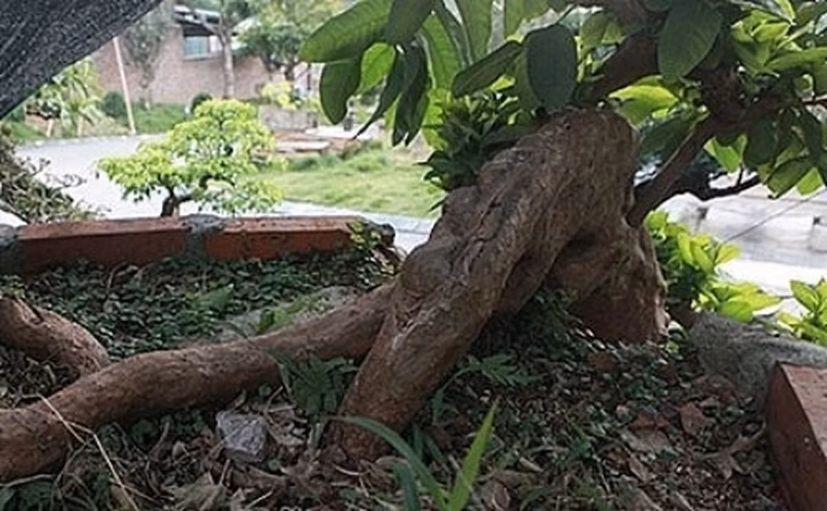 3 rễ cây lớn nổi trên mặt đất cho thấy vẻ cổ kính. Ảnh: Thuonghieusanpham