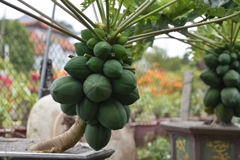 Đu đủ bonsai được đánh giá đẹp phụ thuộc vào nhiều yếu tố như dáng cây, nhiều quả, quả to, đặc biệt cây phải có đầy đủ quả to, quả nhỏ, hoa và lộc. Ảnh: Vneconomy