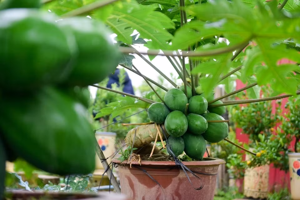 Đây là khâu kỹ thuật quan trọng, quyết định tỷ lệ sống của cây đu đủ trên chậu sau trồng. Ảnh: Dân trí