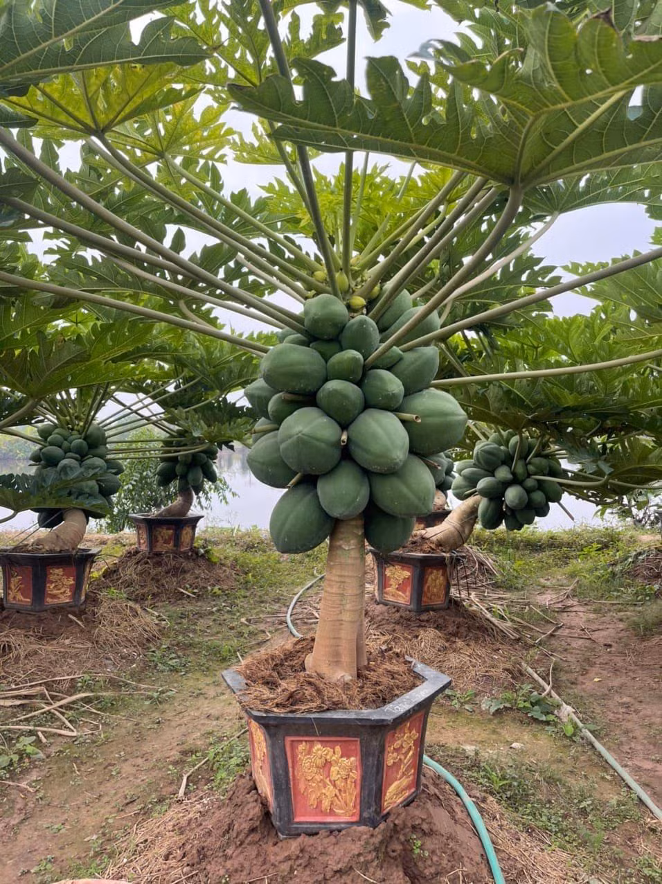 Du du bonsai triu qua hut khach choi Tet