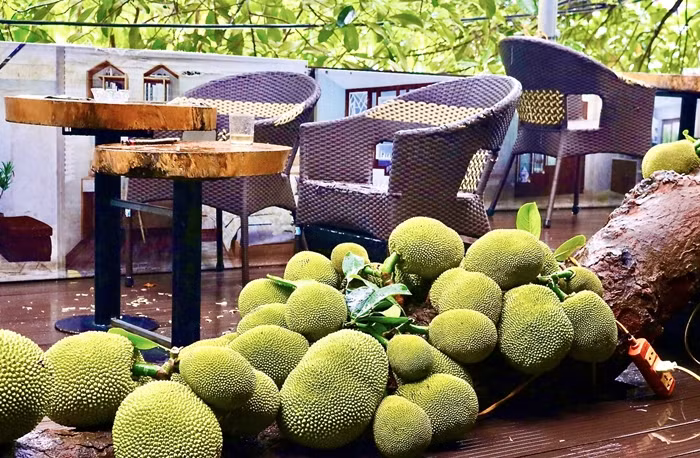 Có khách sẵn sàng chờ cả tiếng để tận mắt xem và chụp ảnh cùng cây mít. Ảnh: Công luận