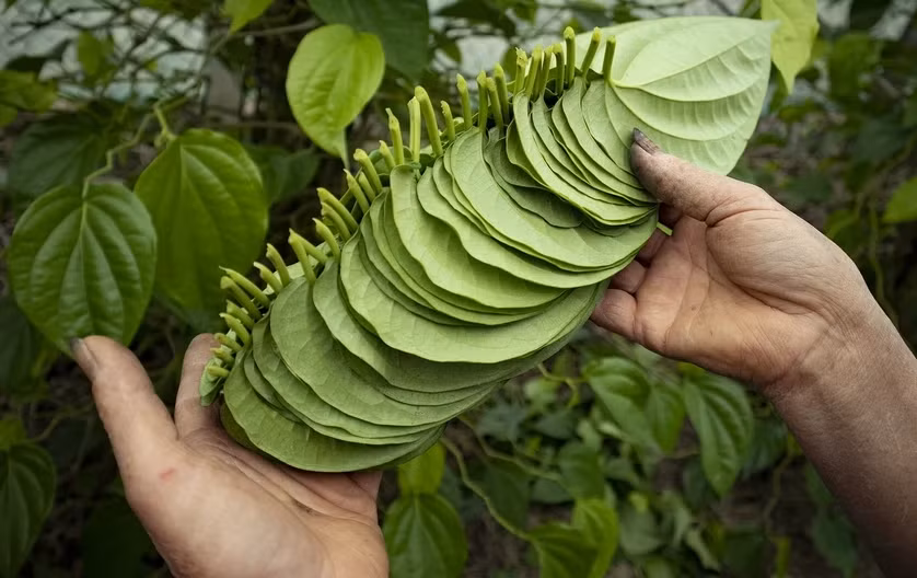 Trước và sau Tết Nguyên đán là thời điểm các hoạt động lễ, cúng nhiều, đặc biệt là dịp rằm tháng Giêng lượng tiêu thụ lá trầu không rất lớn. Đây cũng là thời điểm vườn trầu không của các hộ dân "hái ra tiền". Ảnh: Báo Nghệ An