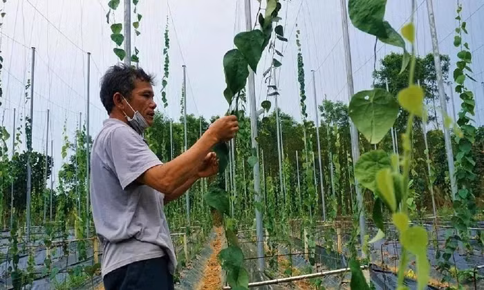Theo ông Định, sương sâm thuộc họ dây leo, trước đây mọc dại ở rừng núi. Xưa kia, người dân Quâng Nam thường đi tìm lá của cây sương sâm về làm thạch giải khát, nhưng chưa có ai đưa về trồng. Ảnh: Dân trí