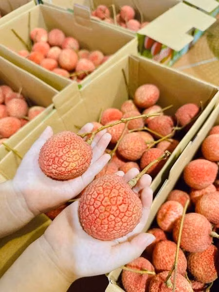 Vải trứng Hưng Yên có trọng lượng khoảng 18 quả/kg, quả to vượt trội chỉ 12-13 quả/kg trong khi vải thông thường từ 28-30 quả/kg.